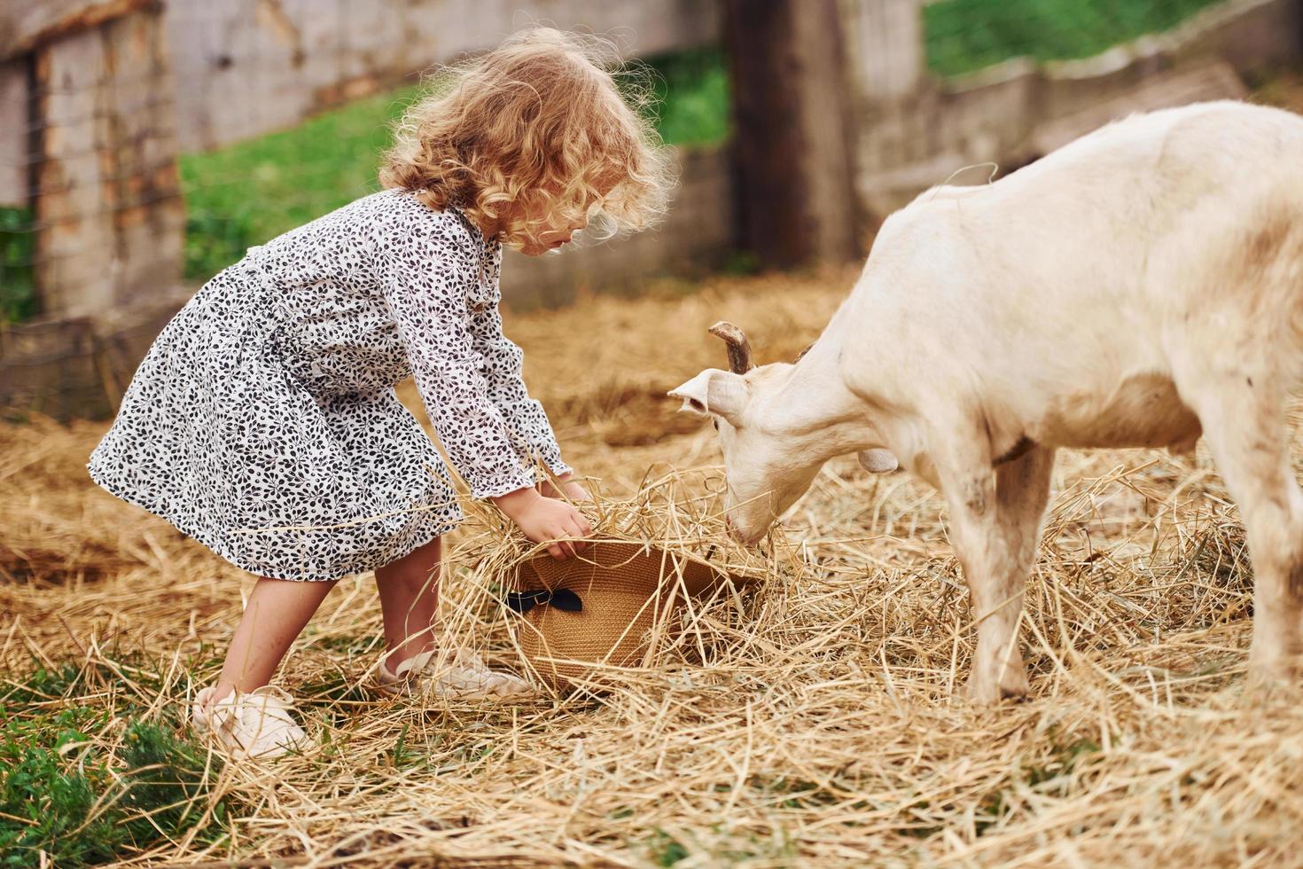 alimentando cabras. menina com roupas azuis está na fazenda no verão ao ar livre foto