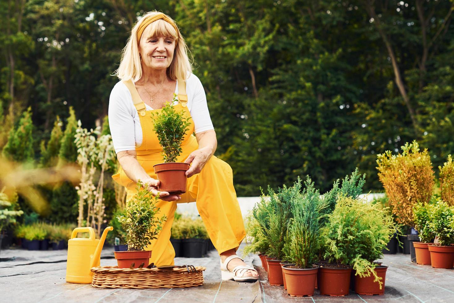 trabalhando com plantas em vasos. mulher sênior de uniforme amarelo está no jardim durante o dia foto