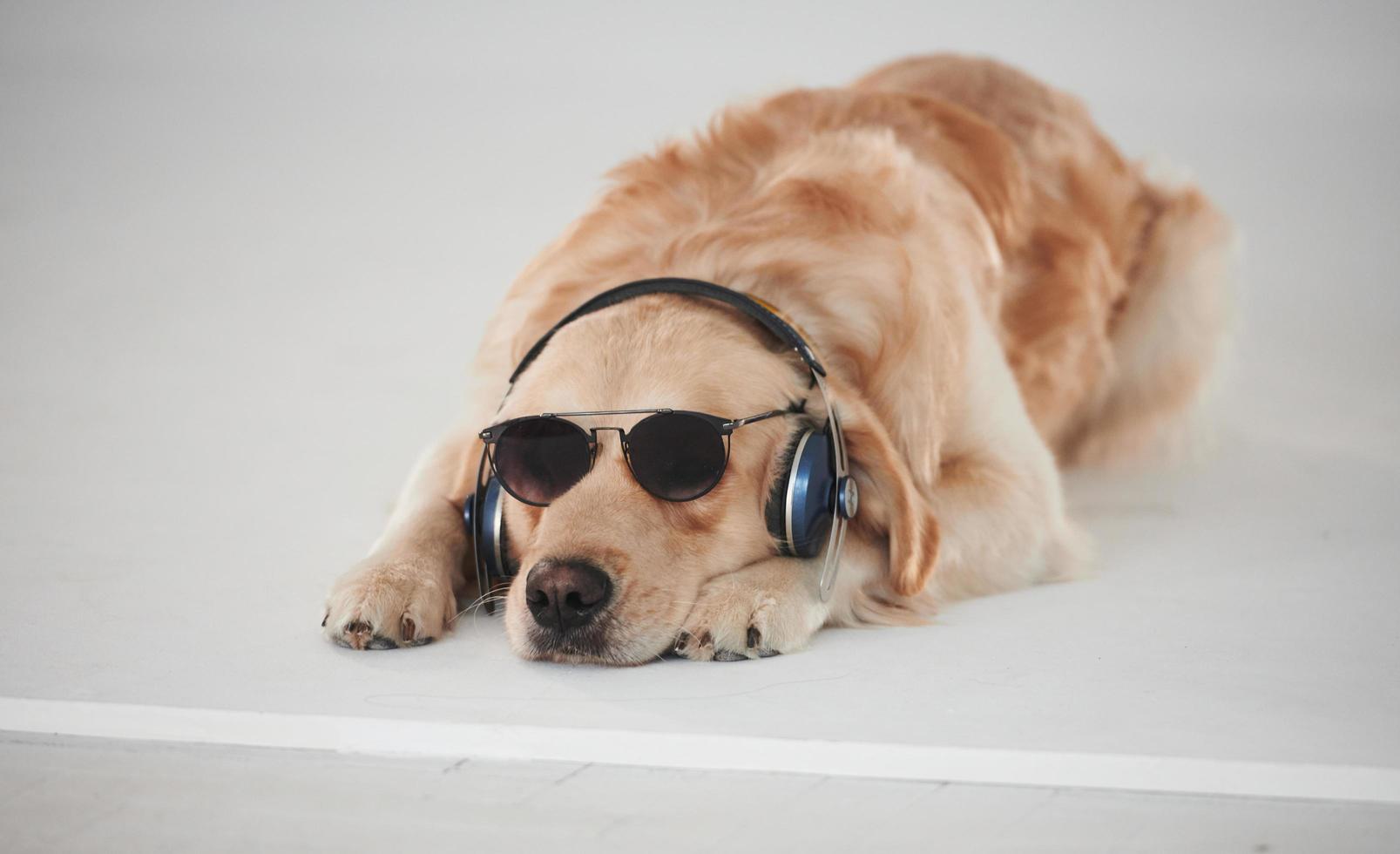 em óculos de sol e com fones de ouvido. golden retriever está no estúdio contra o fundo branco foto