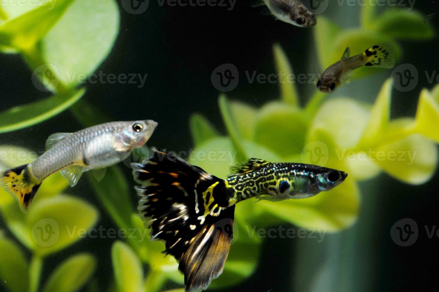 guppy peixes multicoloridos foto