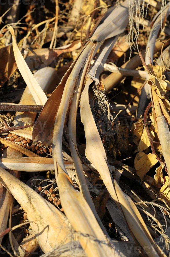 textura de erva de grama seca marrom foto