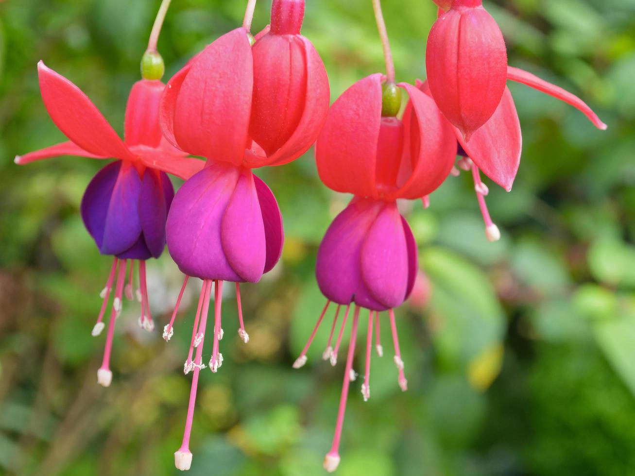 brincos de senhora, flores fúcsia foto