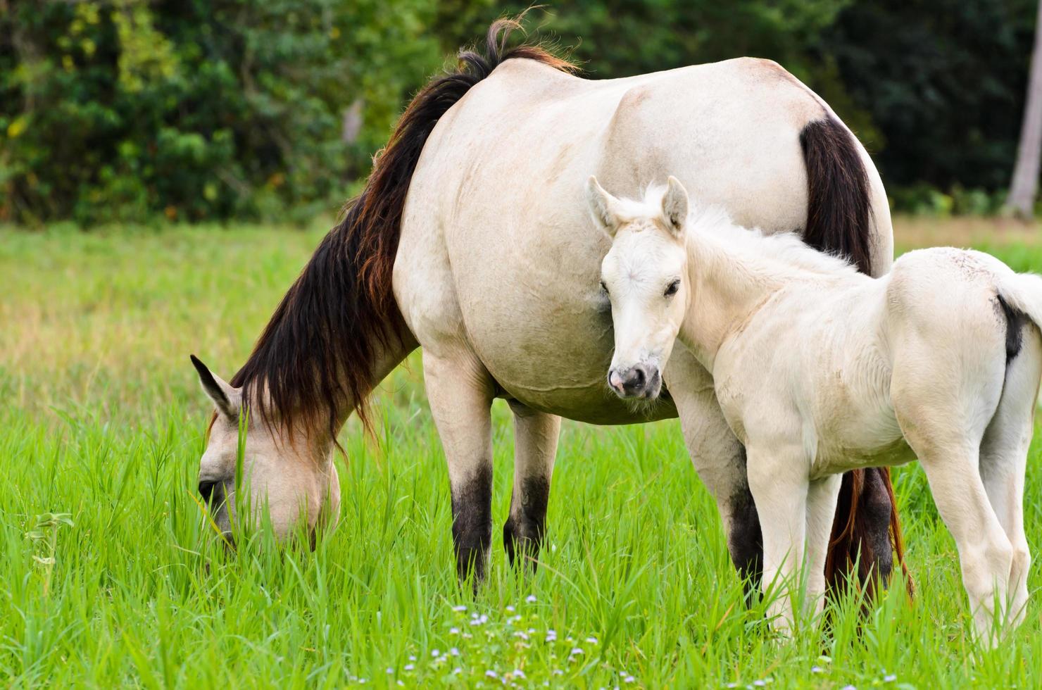 égua de cavalo branco e potro em uma grama foto