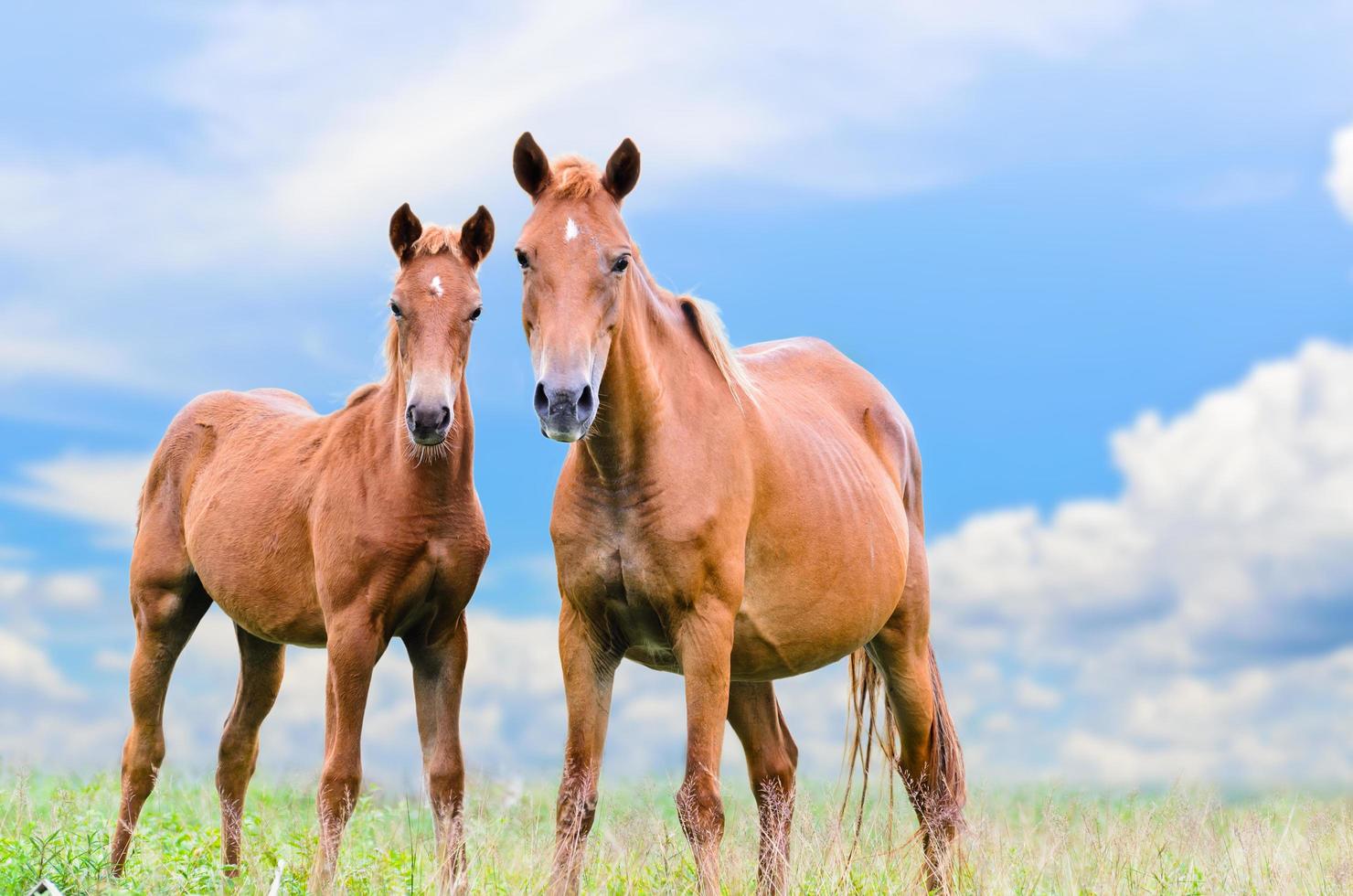 cavalo marrom e potro olhando foto