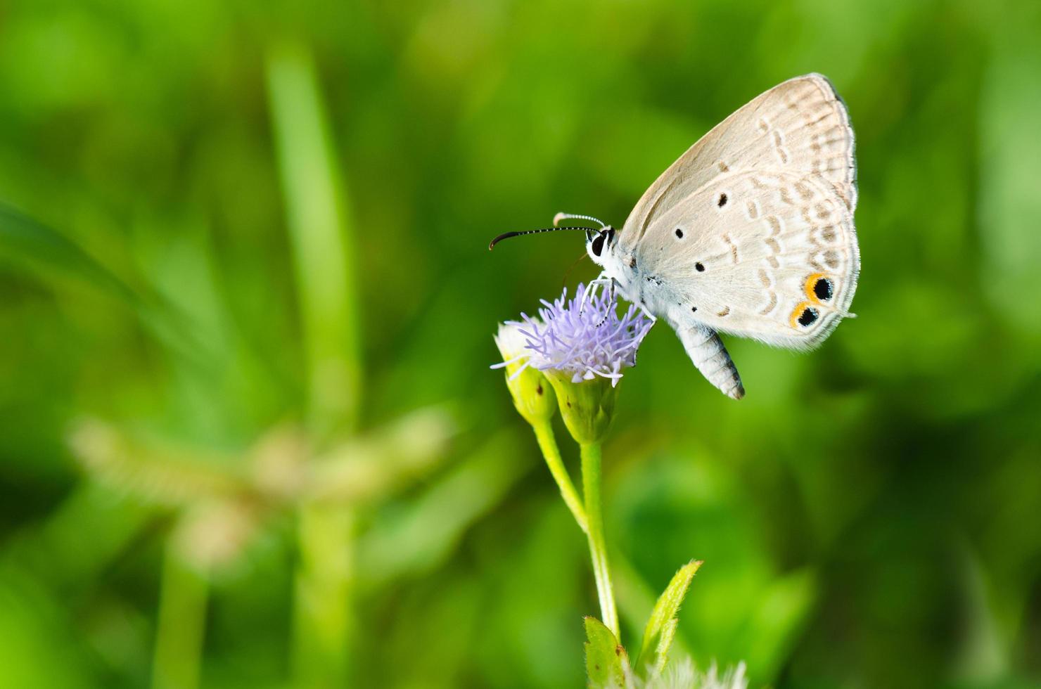 cycad azul ou planície cupido borboleta chilades pandava foto