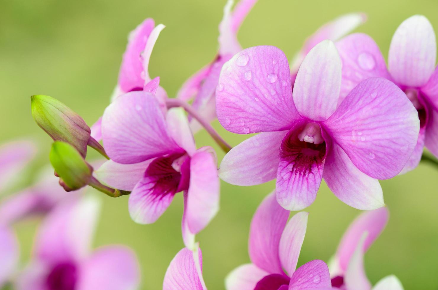 os híbridos de orquídea dendrobium são listras brancas e rosa foto