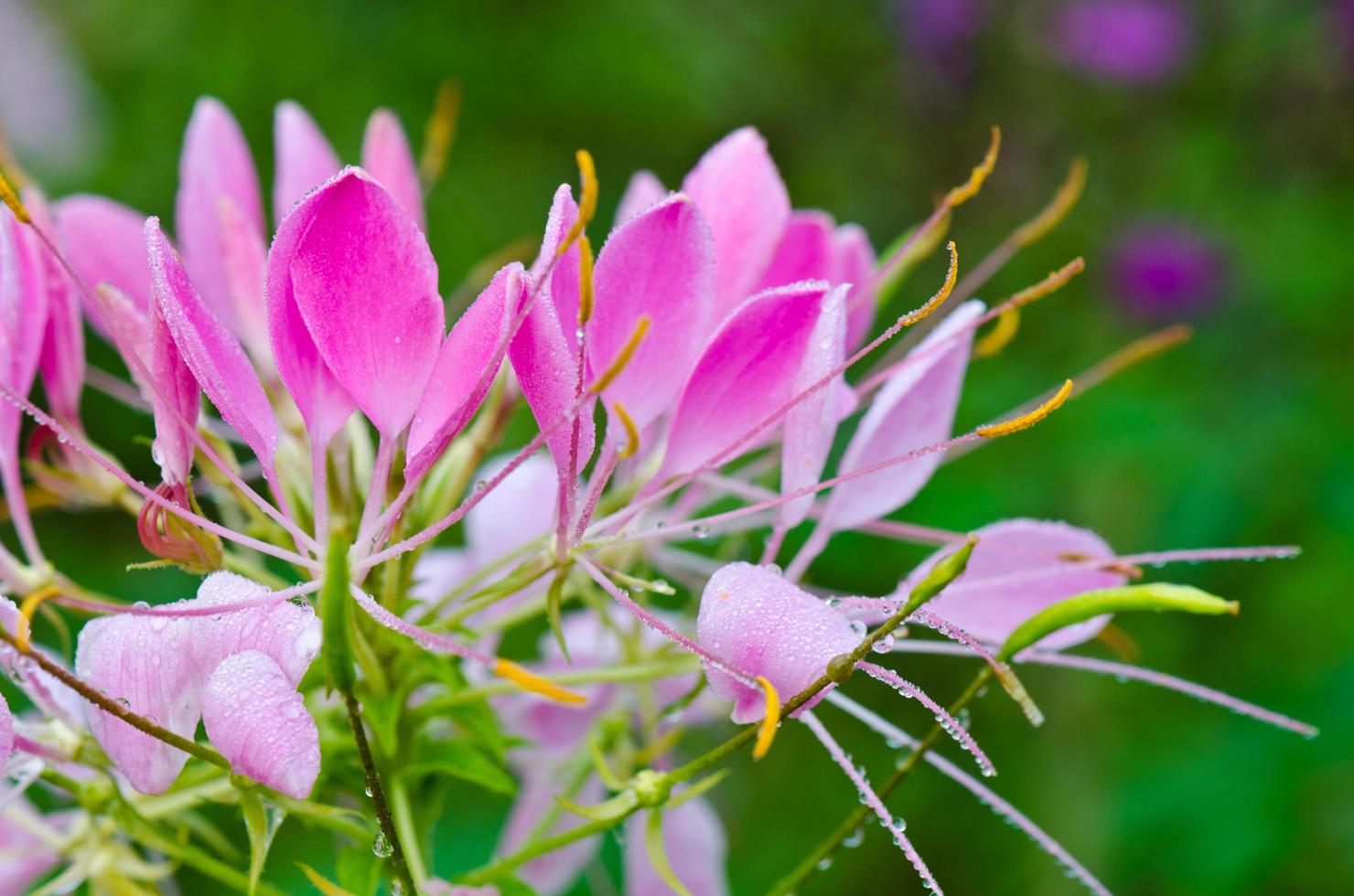 feche flores de cleome rosa cheias de gotas de orvalho foto