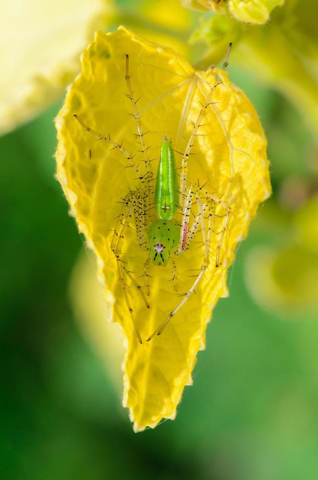 a aranha lince verde é uma aranha verde-clara conspícua encontrada nas folhas das plantas foto