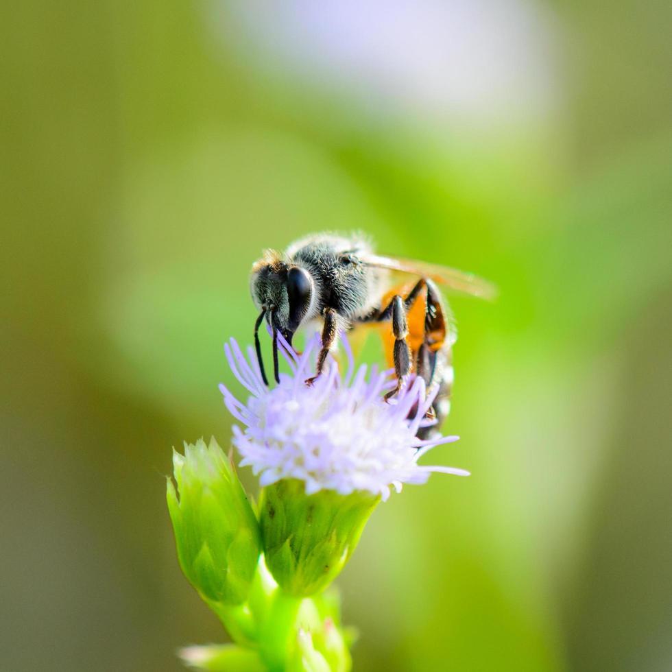 abelha pequena comendo néctar na flor da erva daninha de cabra foto