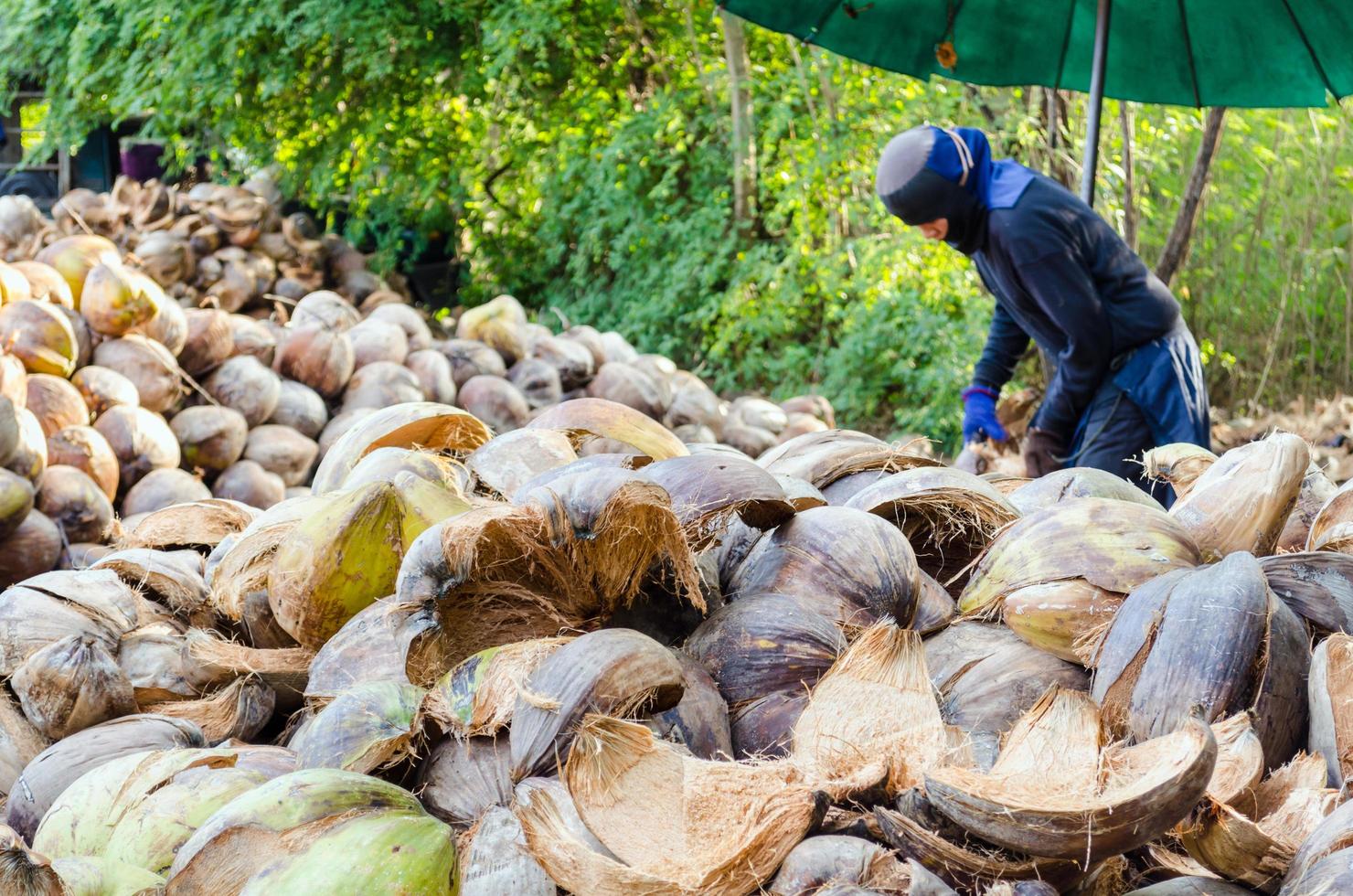 agricultor cortando casca de coco foto