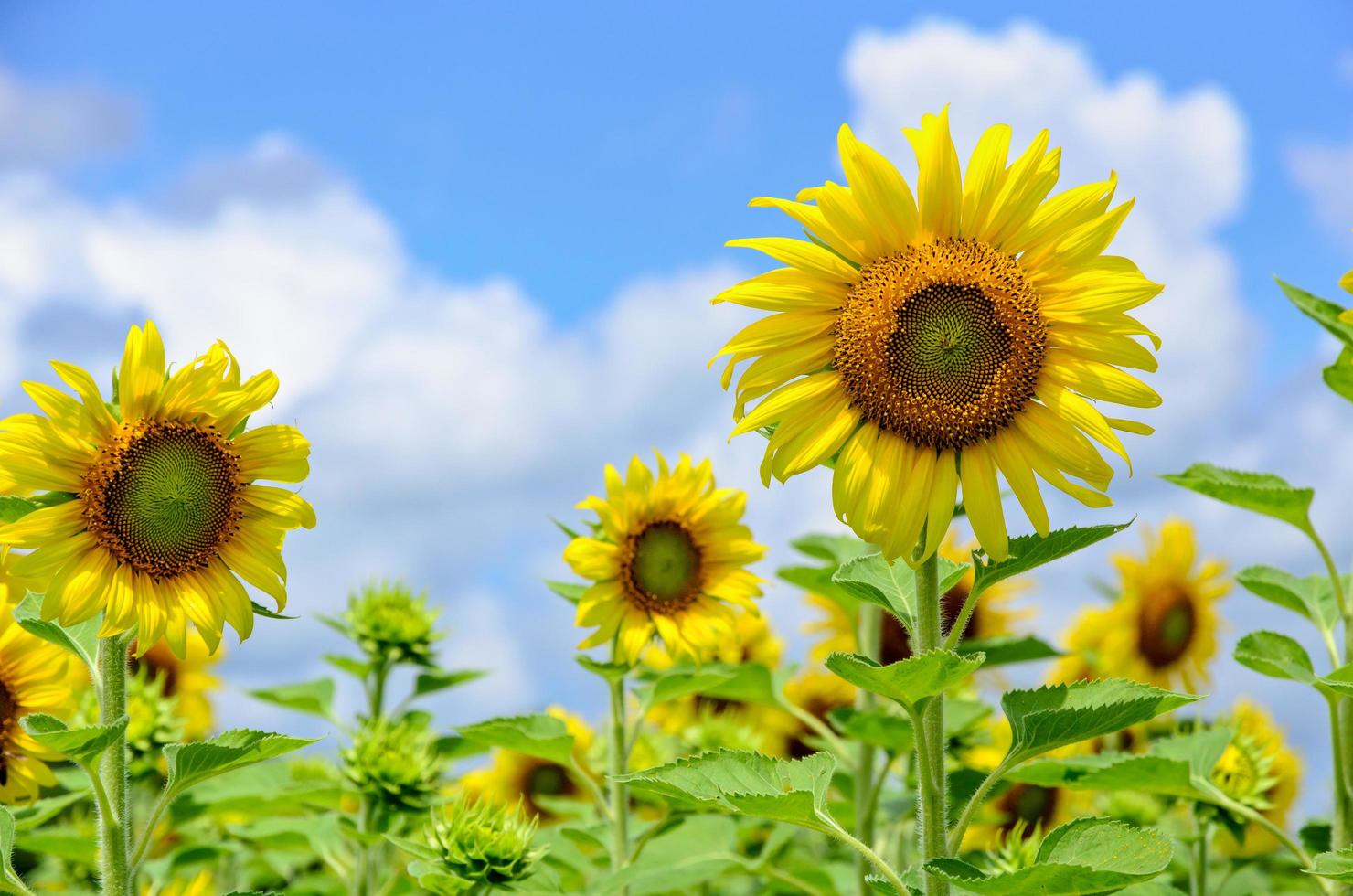 girassol ou helianthus annuus no fundo do céu foto