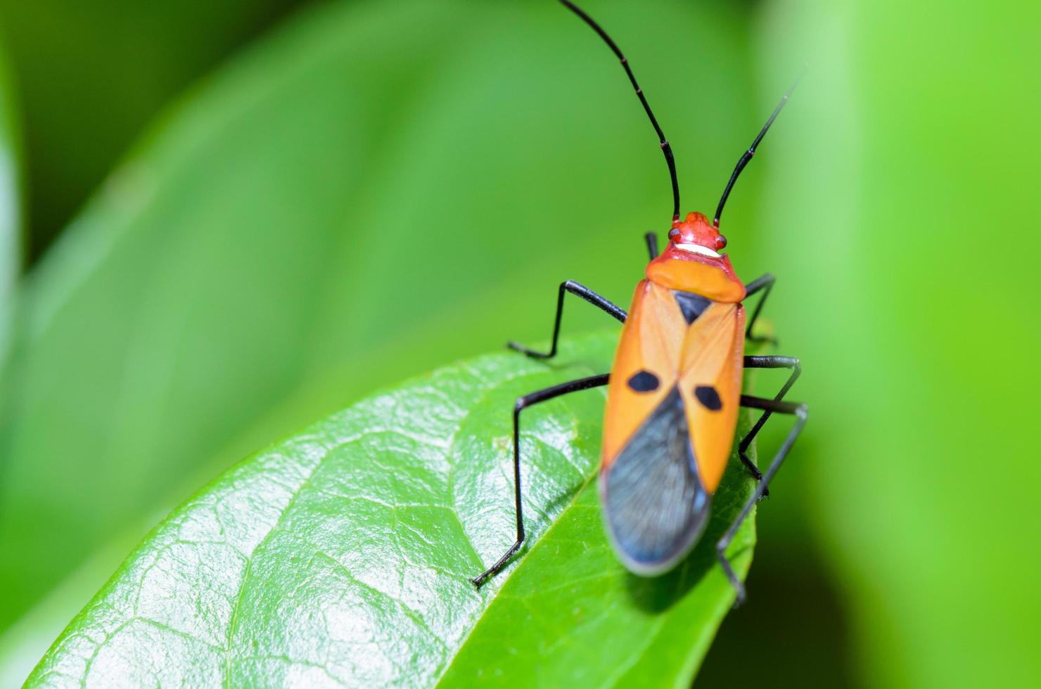 inseto vermelho do algodão, dysdercus cingulatus foto