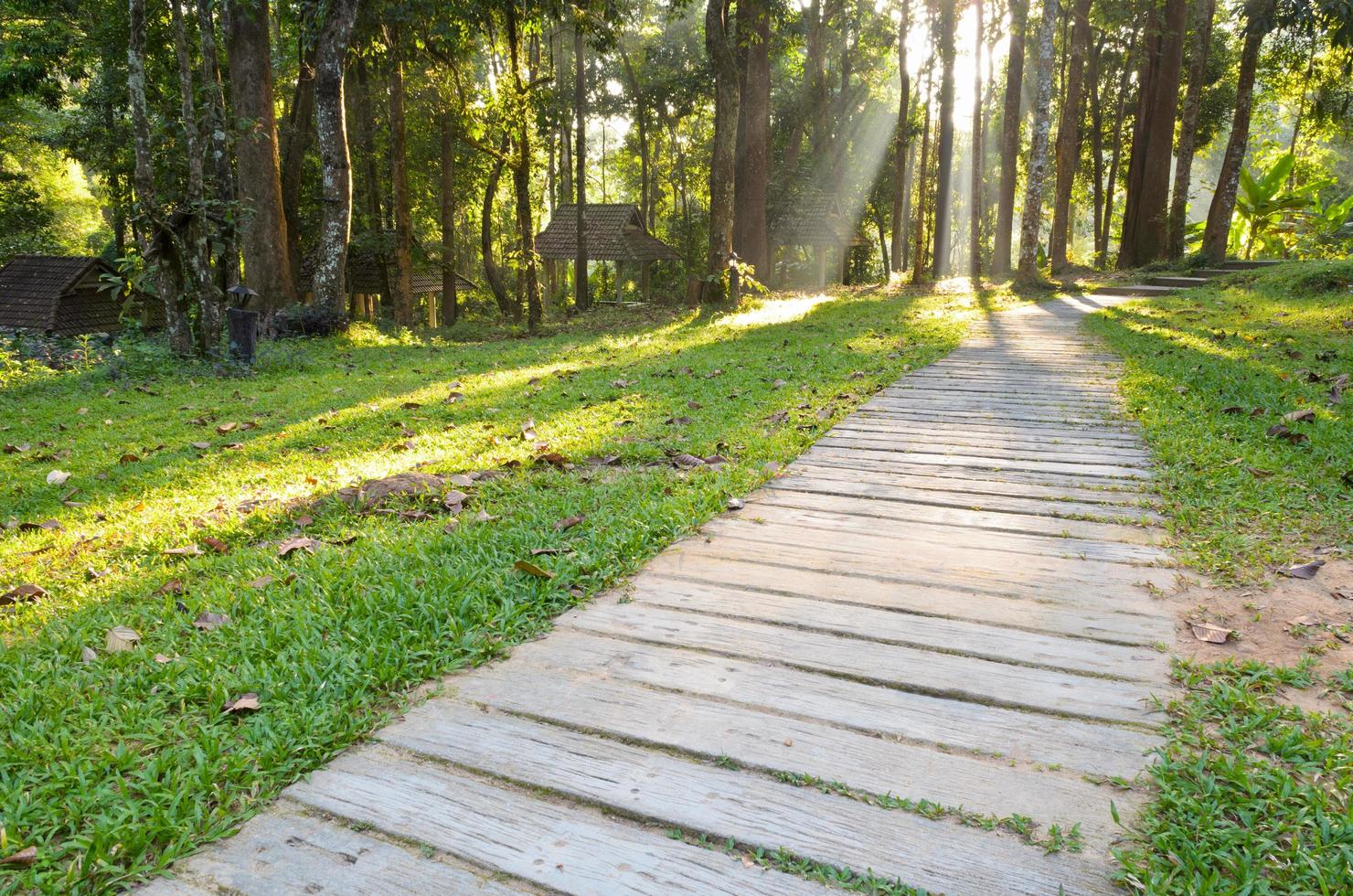 caminhos na manhã de florestas tropicais foto