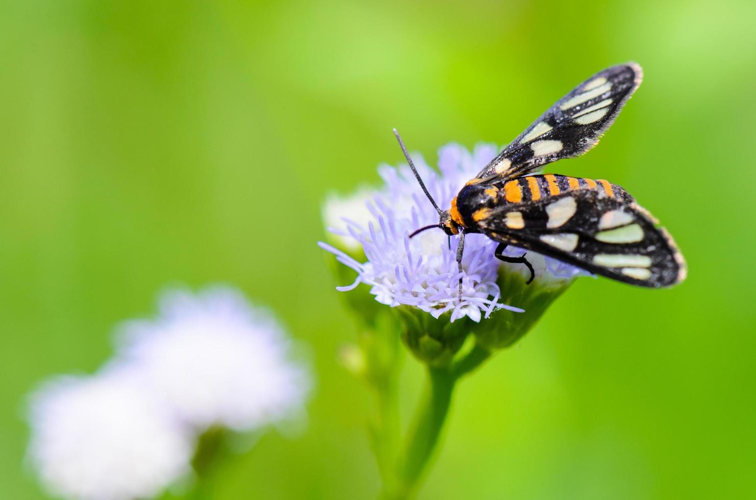 mariposa vespa ou eressa angustipenna foto