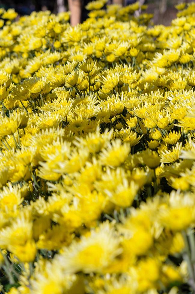 jardim de flores de crisântemo amarelo foto