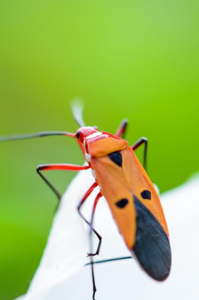 inseto vermelho do algodão, dysdercus cingulatus foto