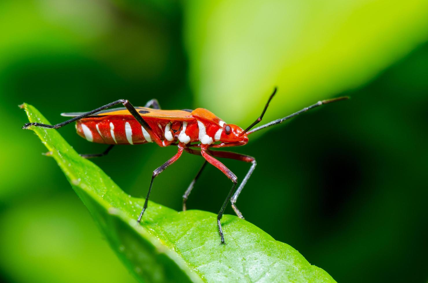 inseto vermelho do algodão, dysdercus cingulatus foto