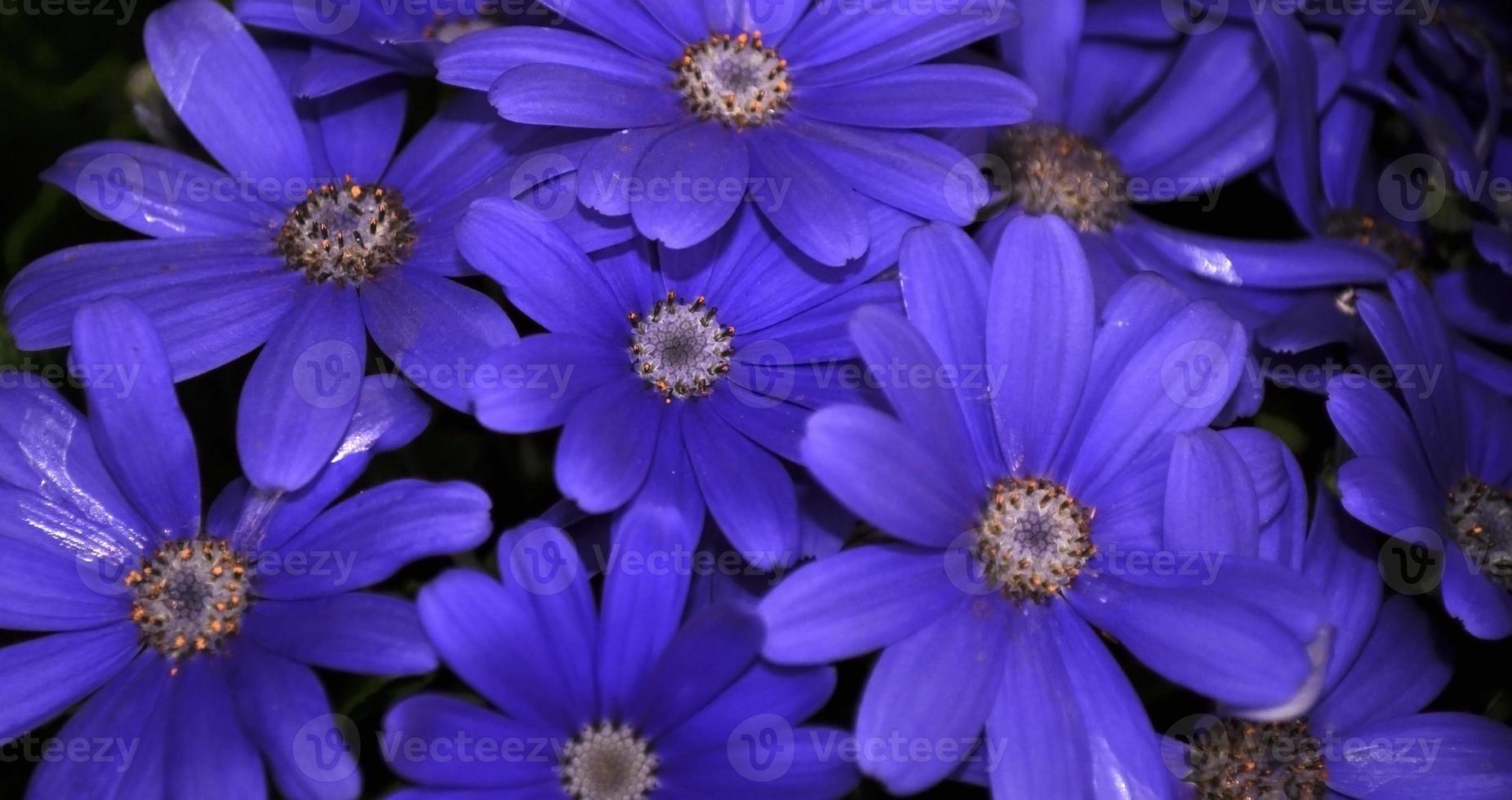 margarida do rio cisne ou compositae também conhecida como flores azuis delicadas, pericallis azuis em vasos foto