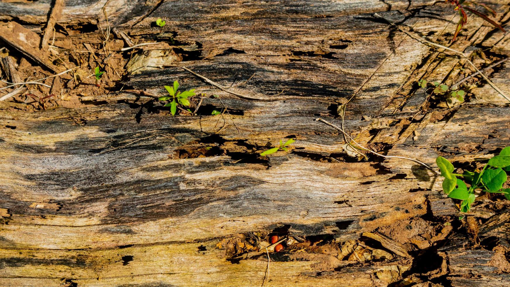 textura de madeira velha como pano de fundo foto