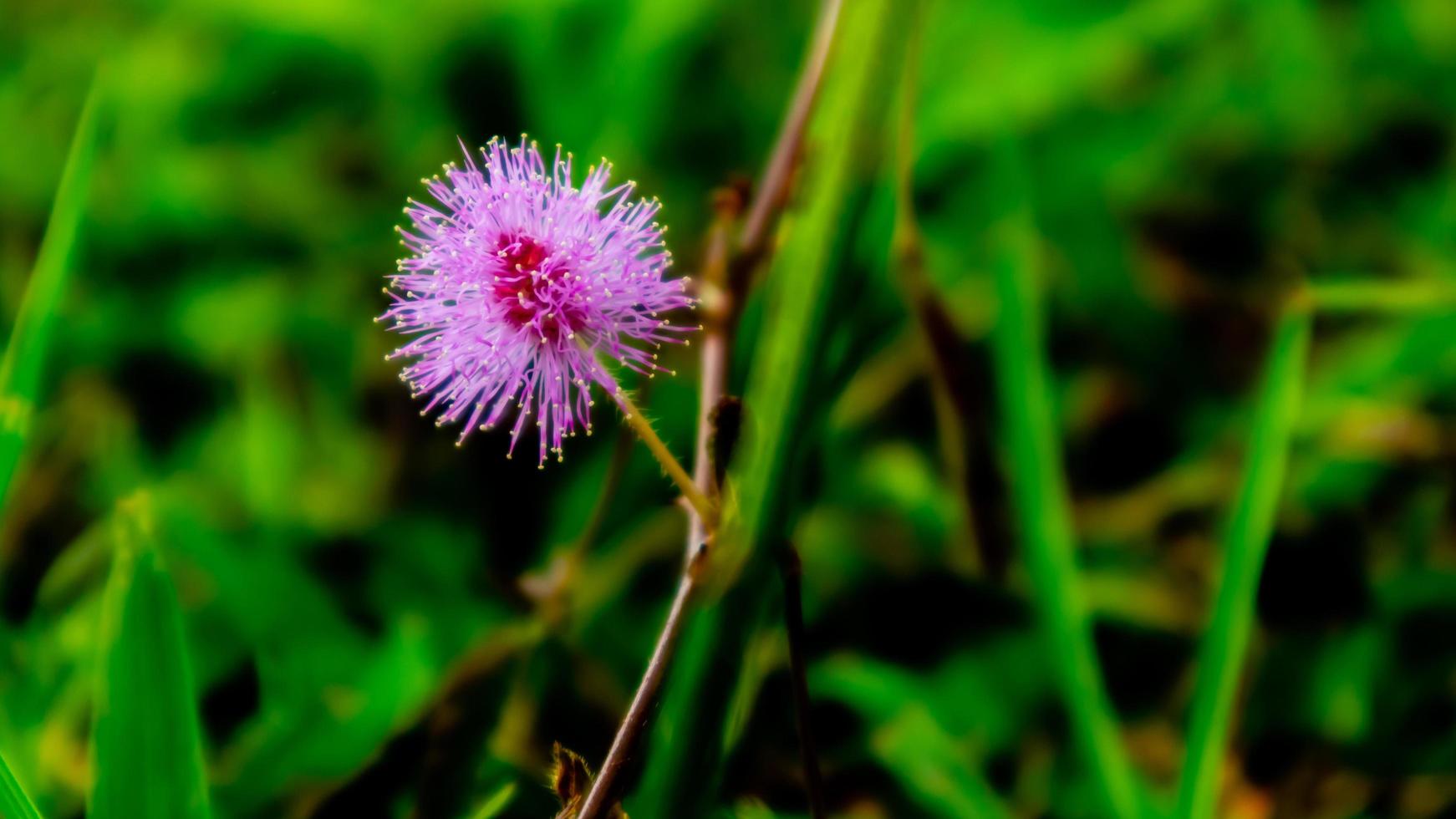 lindas flores cor de rosa na grama verde foto