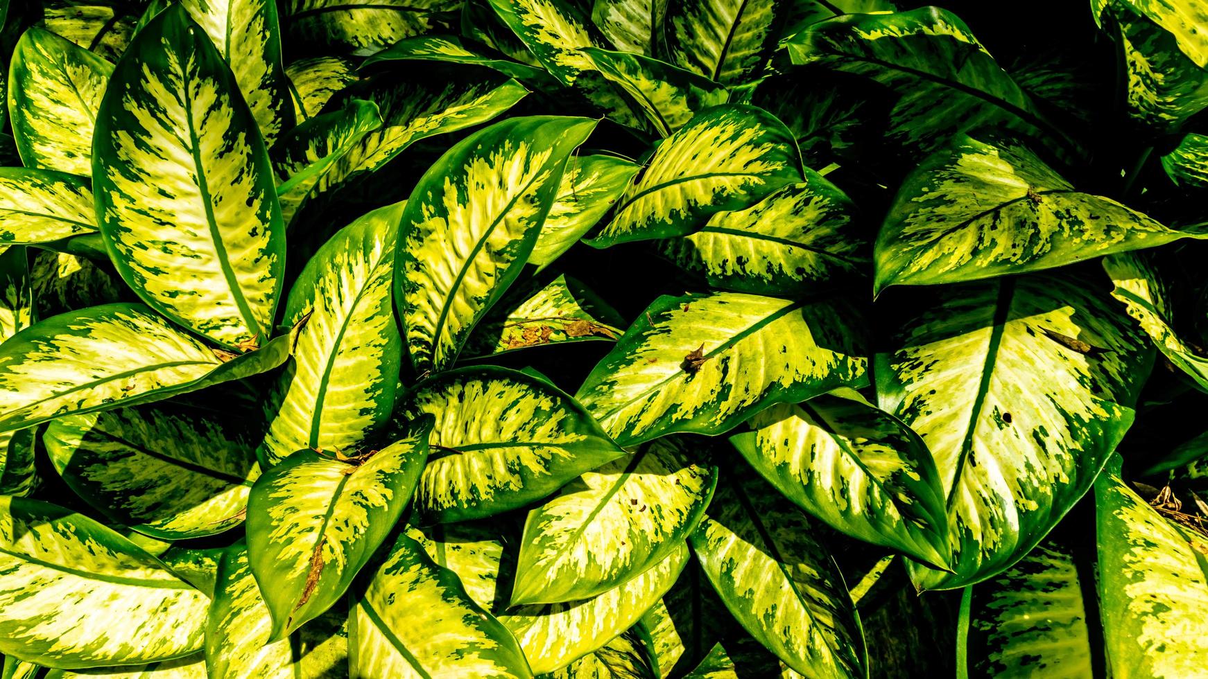 folhas da planta dieffenbachia em segundo plano foto