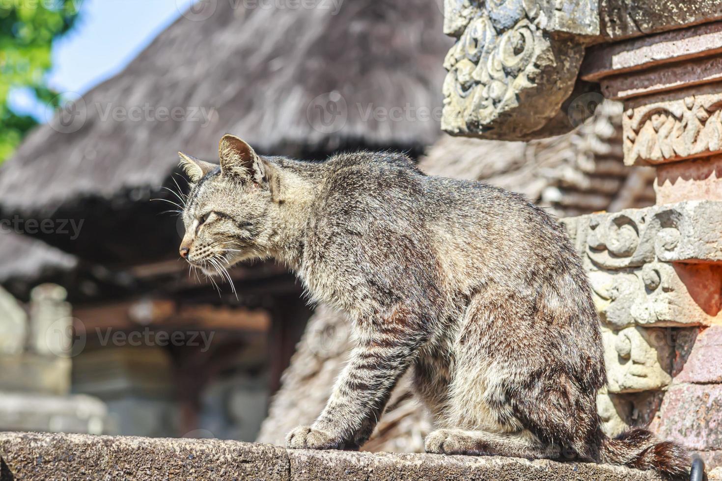 retrato de um gato em frente a um templo na ilha indonésia de bali durante o dia foto