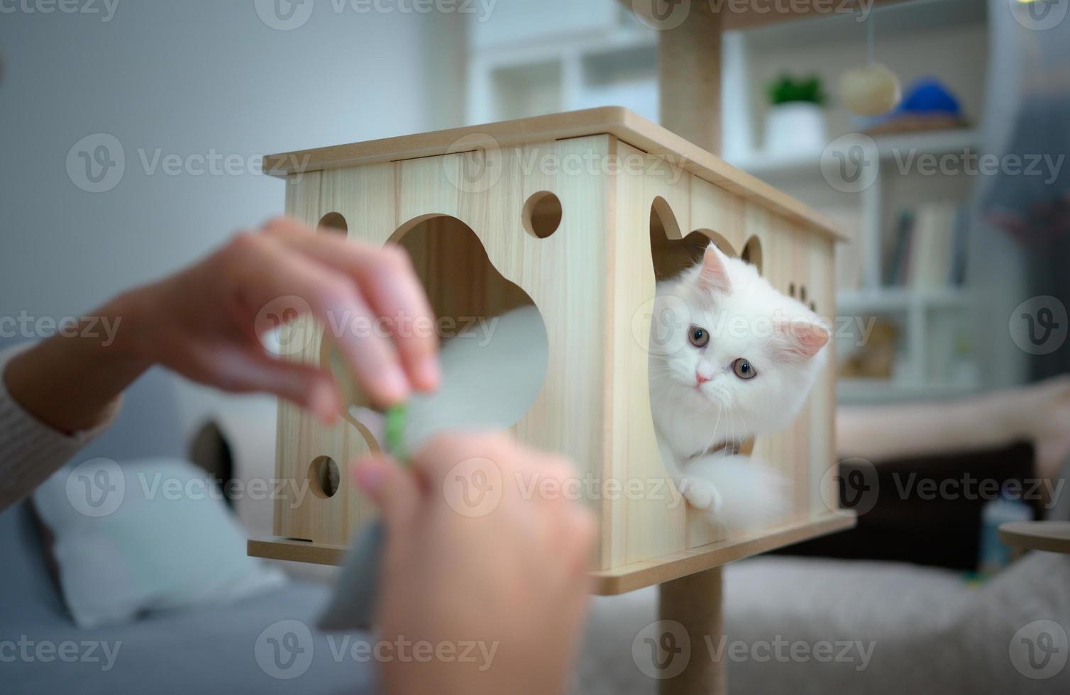 gato persa uma das raças mais populares de gatos atraentes. foto