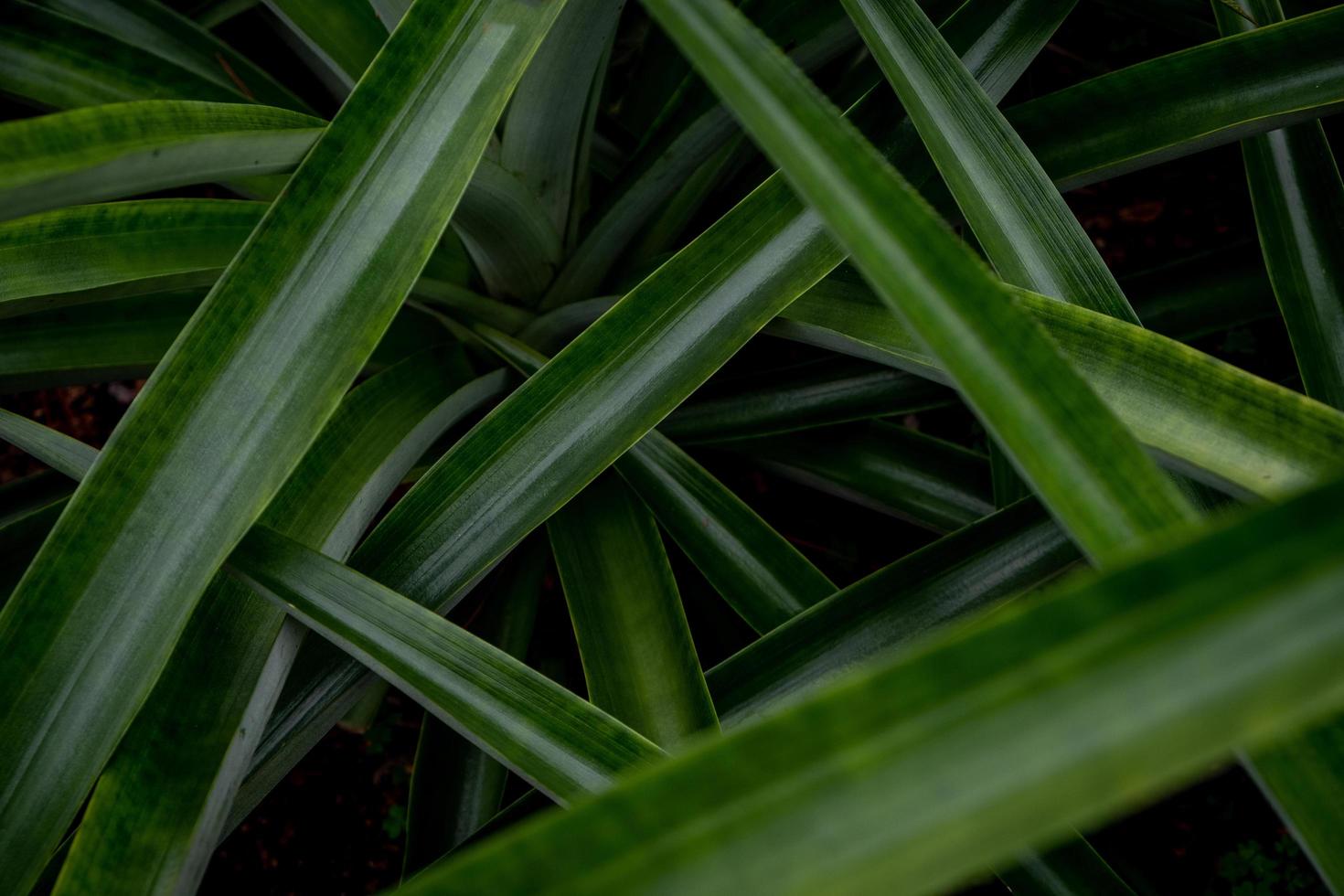 folhas verdes no jardim foto