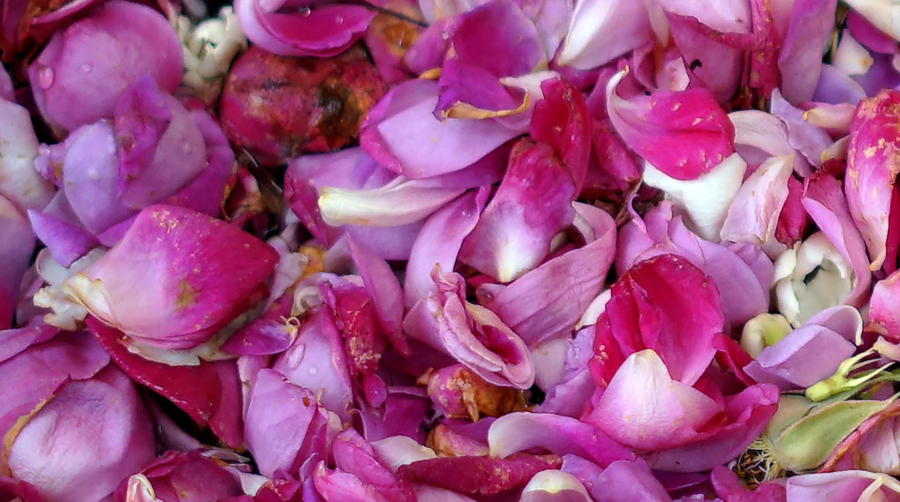 foto de pétalas de flores roxas rosa para procissão de casamento
