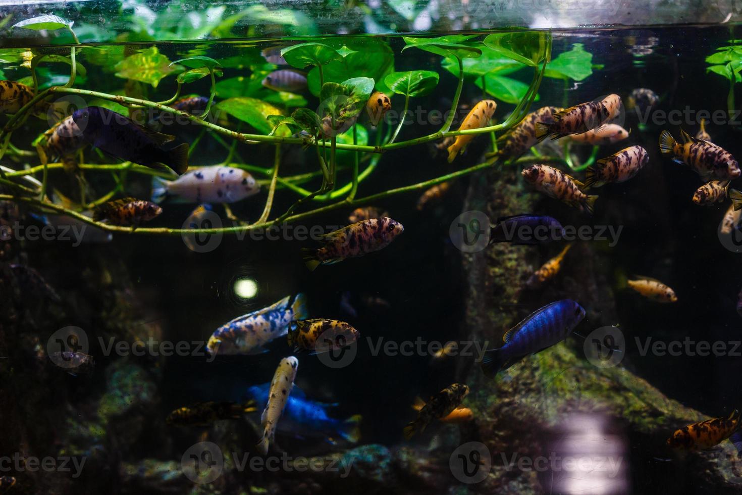 peixinhos coloridos, recifes de corais brilhantes no aquário. vida subaquática. foto