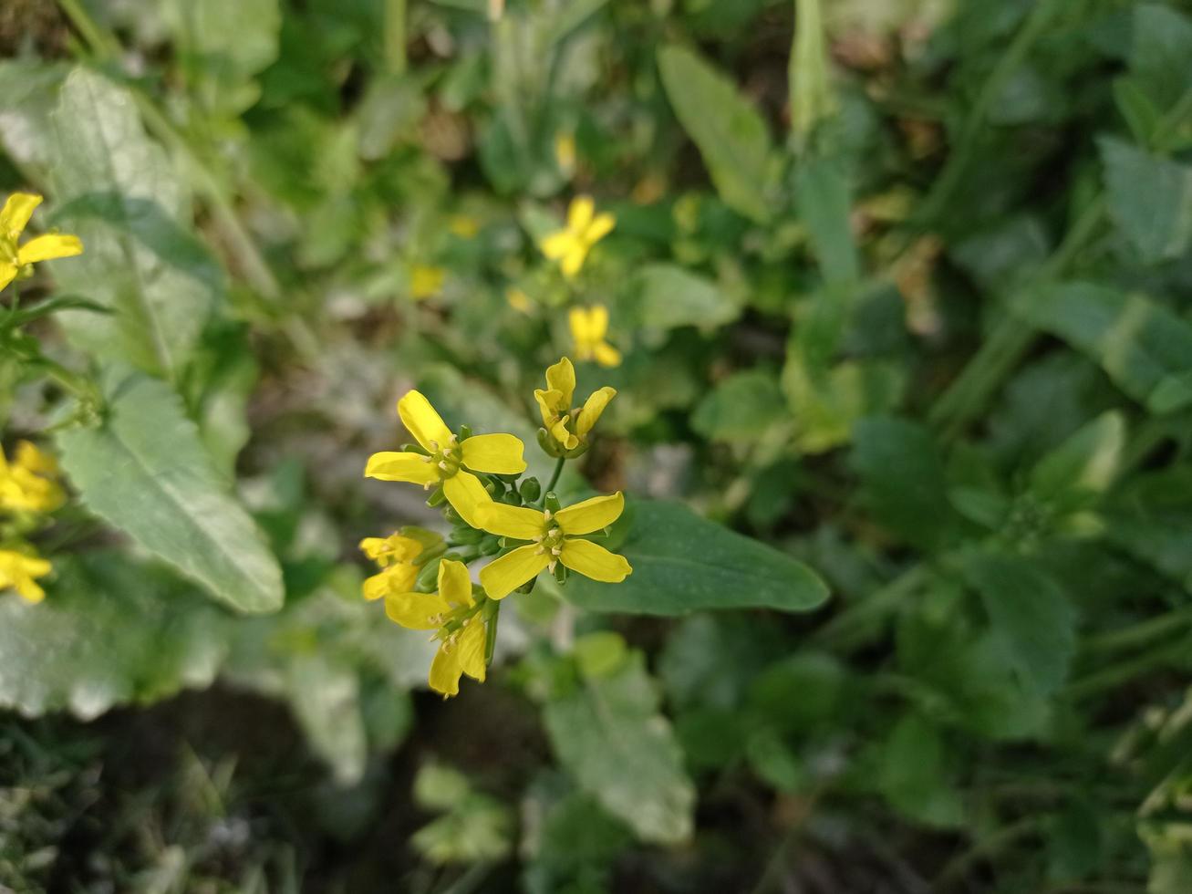 flor de mostarda e planta foto