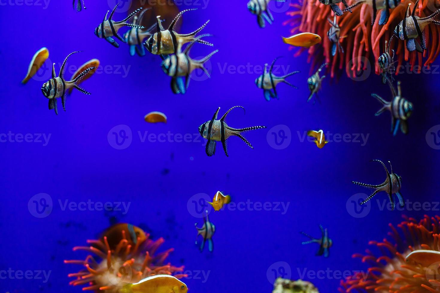 peixinhos coloridos, recifes de corais brilhantes no aquário. vida subaquática. foto