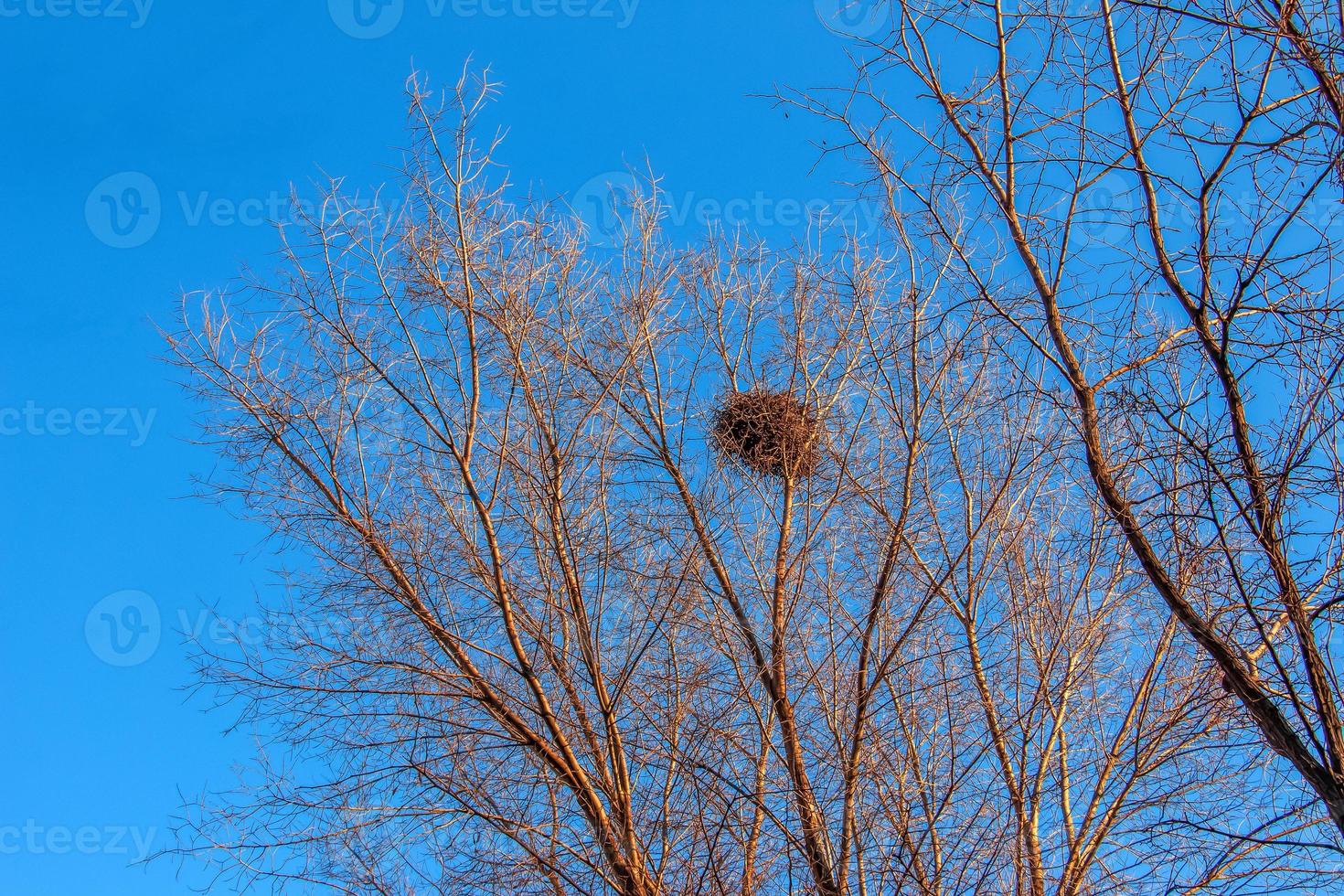 um grande ninho de pássaros aninhado na curva dos galhos das árvores contra um céu azul foto