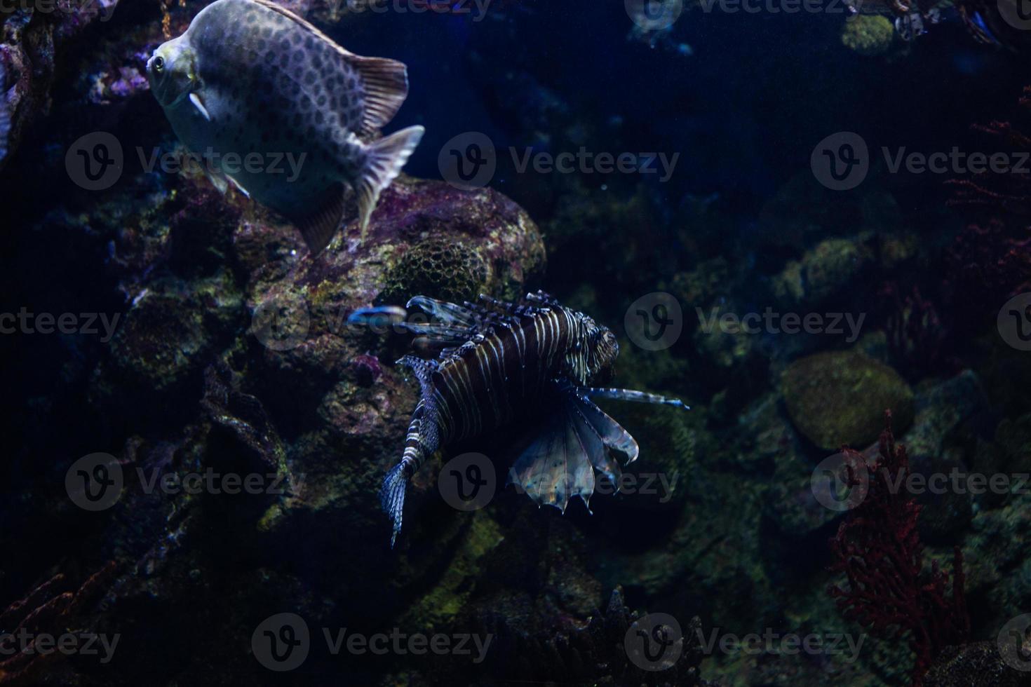 diferentes peixes tropicais debaixo d'água foto