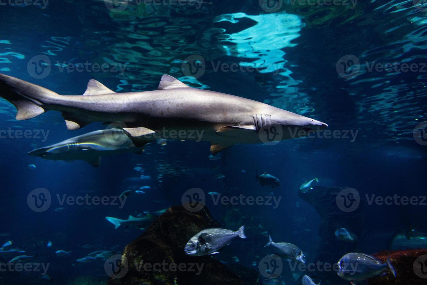 diferentes peixes tropicais debaixo d'água foto