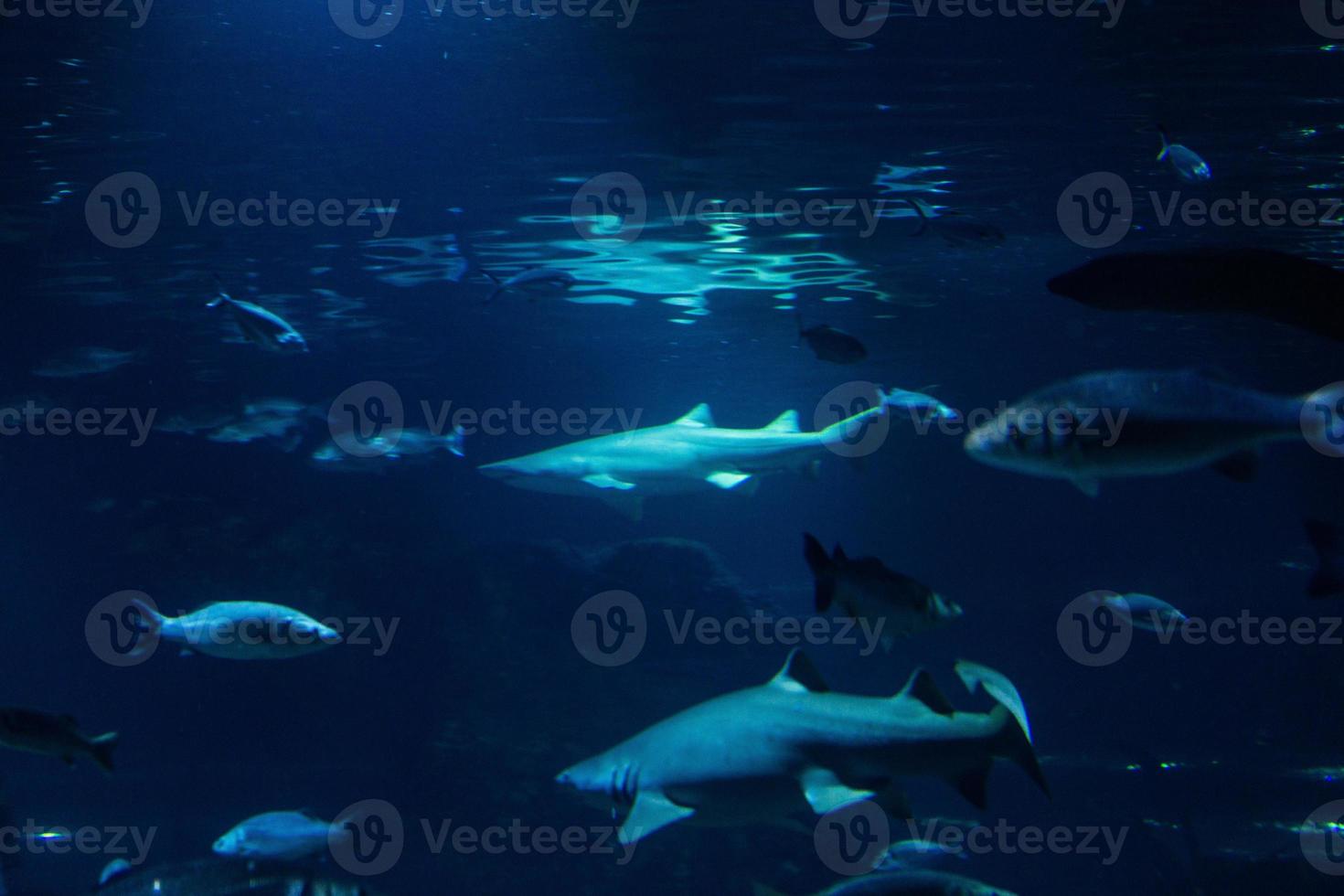 diferentes peixes tropicais debaixo d'água foto