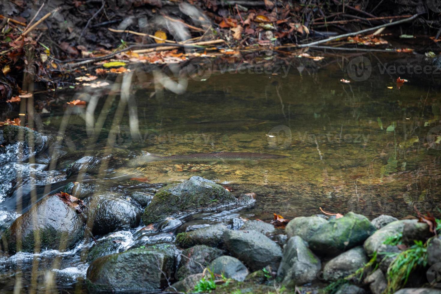 pequeno rio da floresta foto