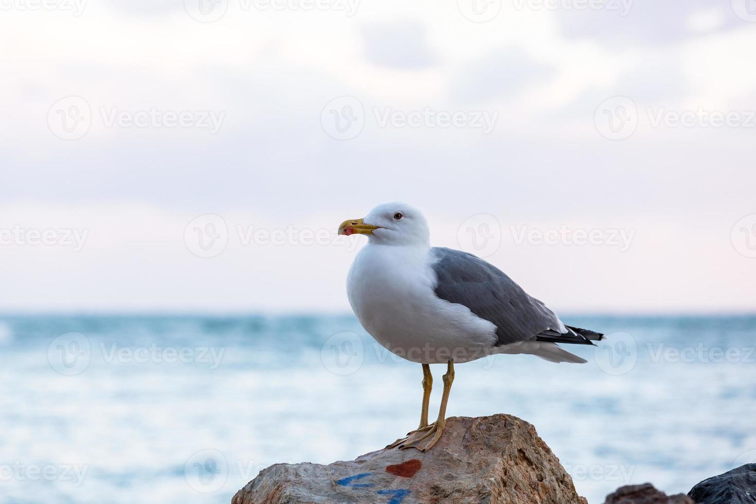 gaivota de patas amarelas foto