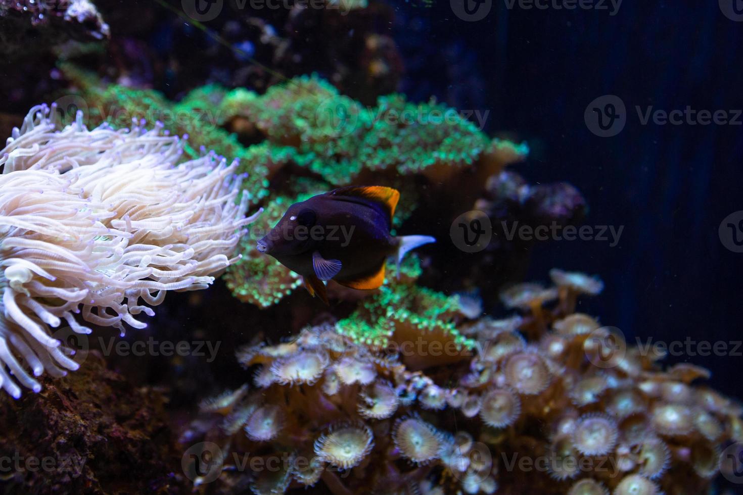 diferentes peixes tropicais debaixo d'água foto