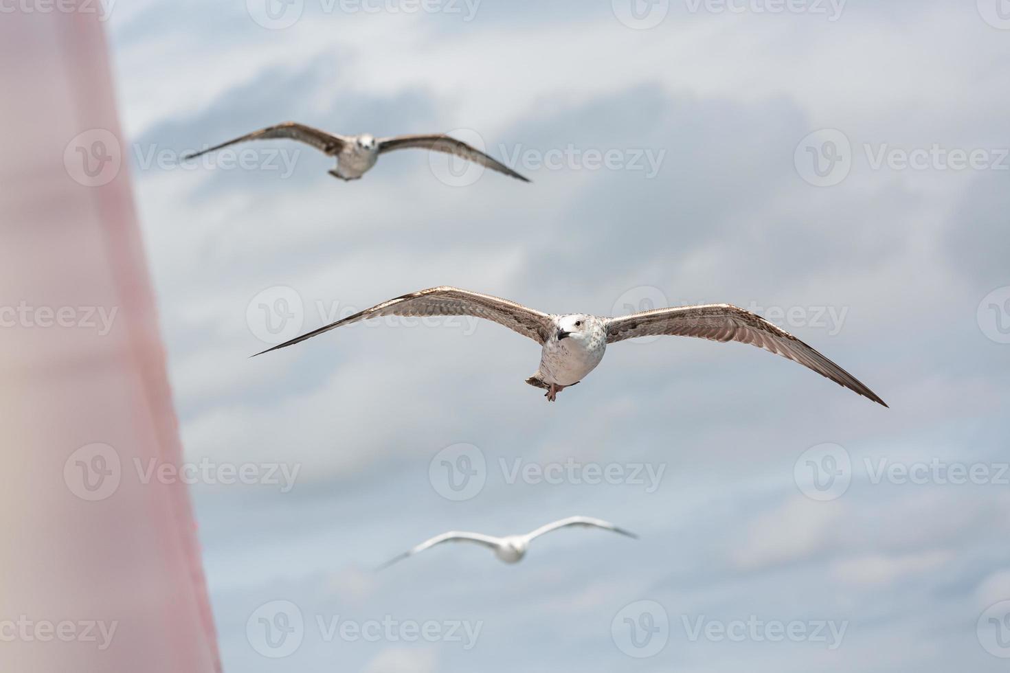 gaivota de patas amarela em voo foto