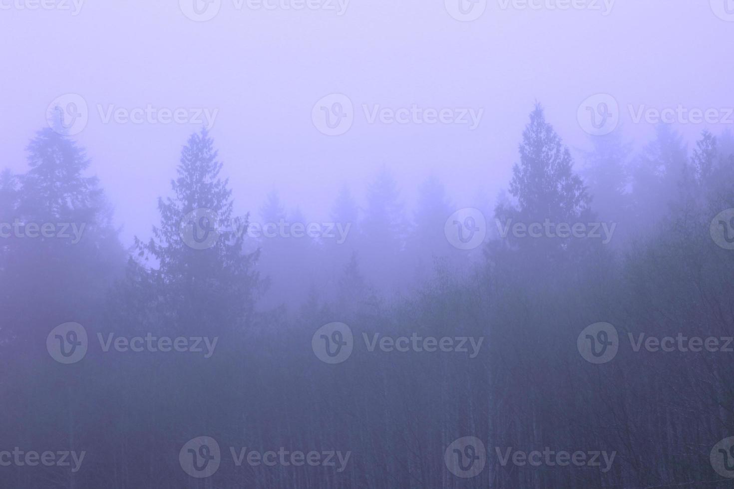 uma floresta de pinheiros com neblina matinal, retratada em tons de azul. foto