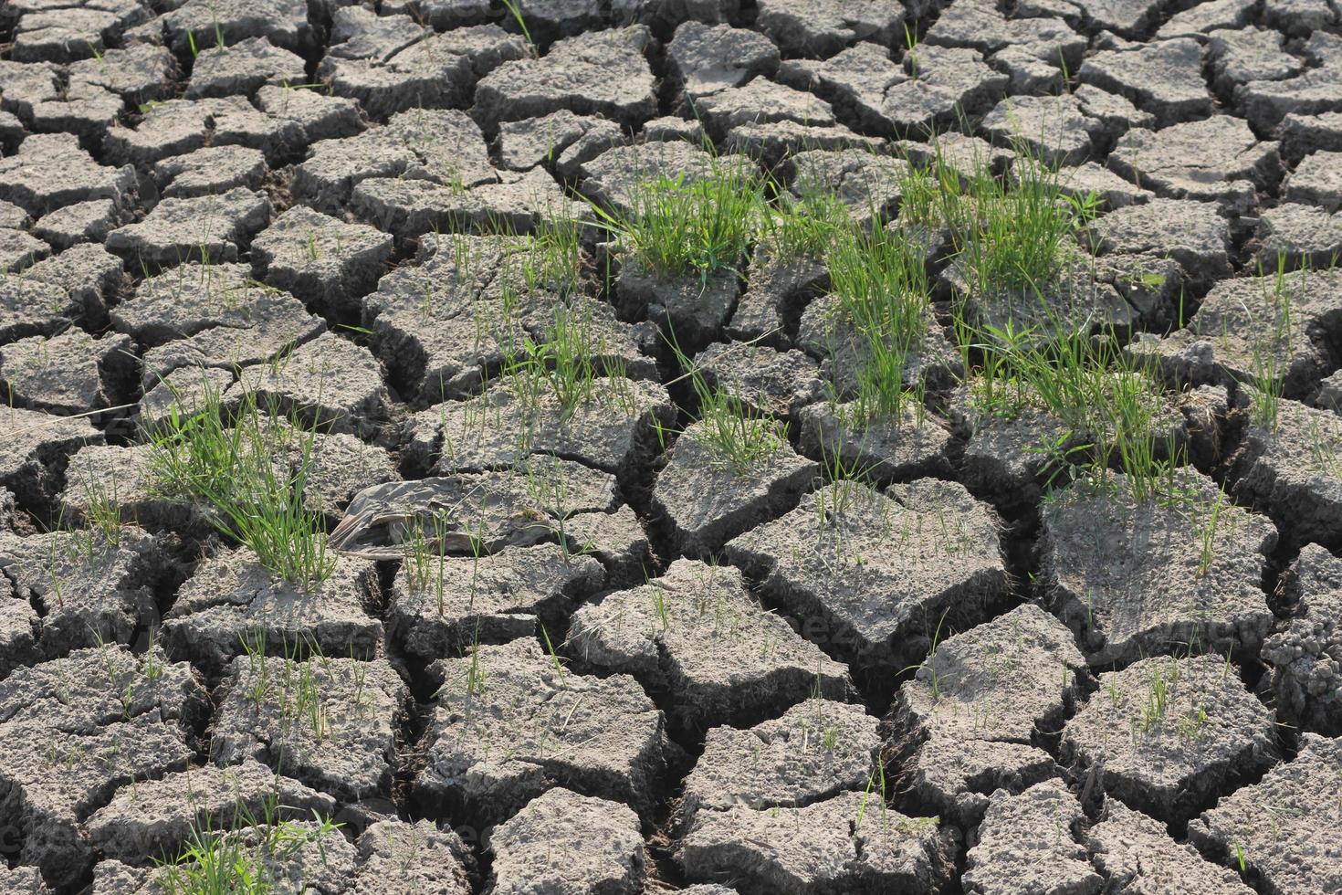 condições de seca do solo em países asiáticos foto