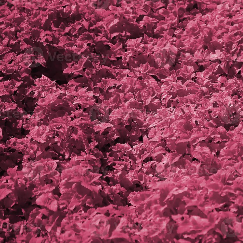 feche a planta coleus amarela colorida em um jardim. imagem de vista superior tonificada em viva magenta, cor do ano de 2023 foto