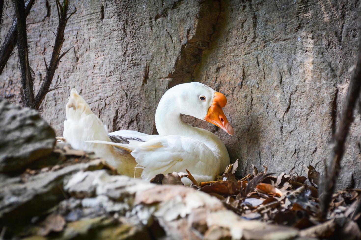 pato ganso branco chocando ovos no ninho no chão com folhas secas foto