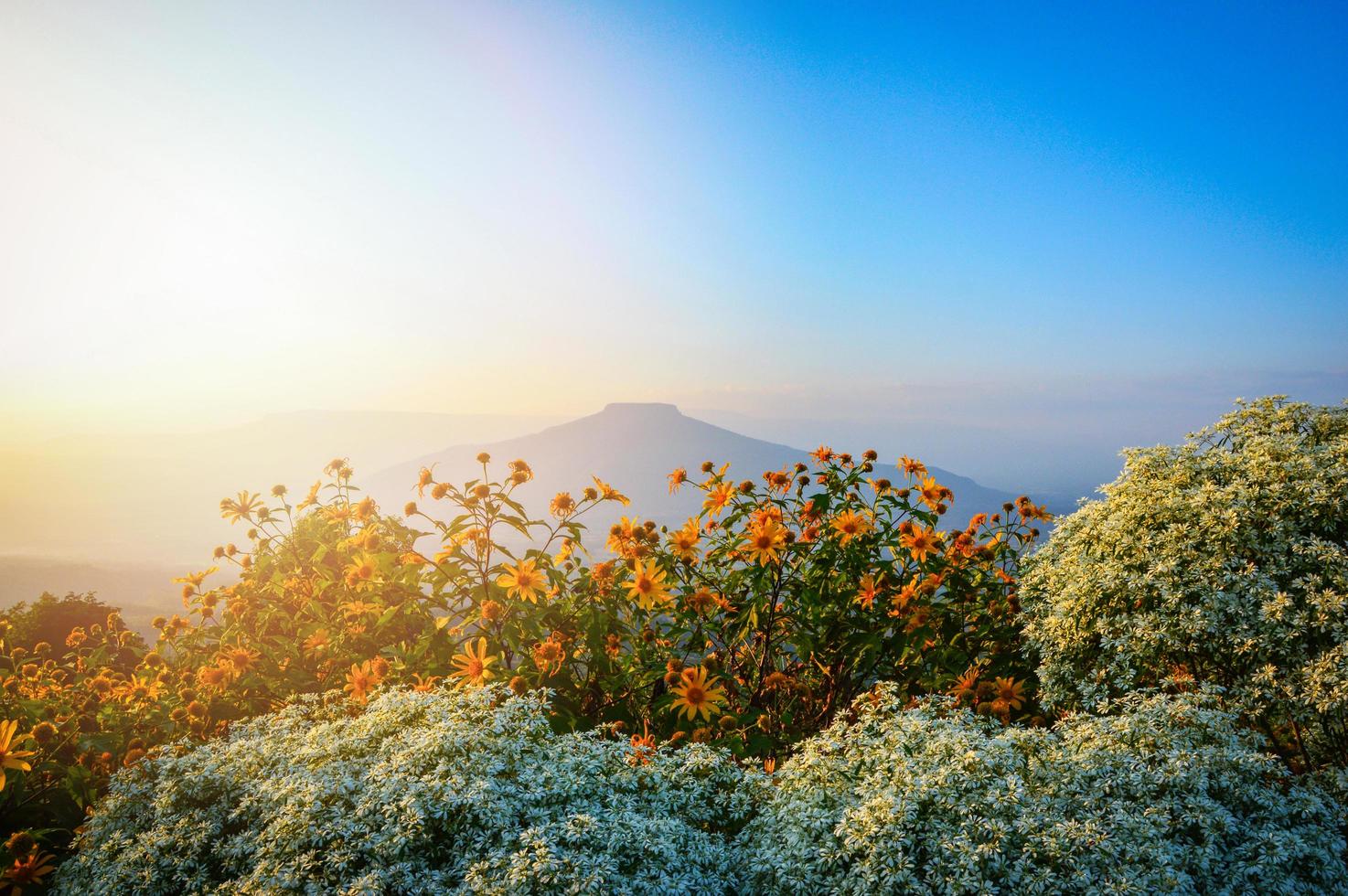 paisagem tailândia bela paisagem montanhosa vista na colina com marigold árvore campo de flores amarelas e brancas foto