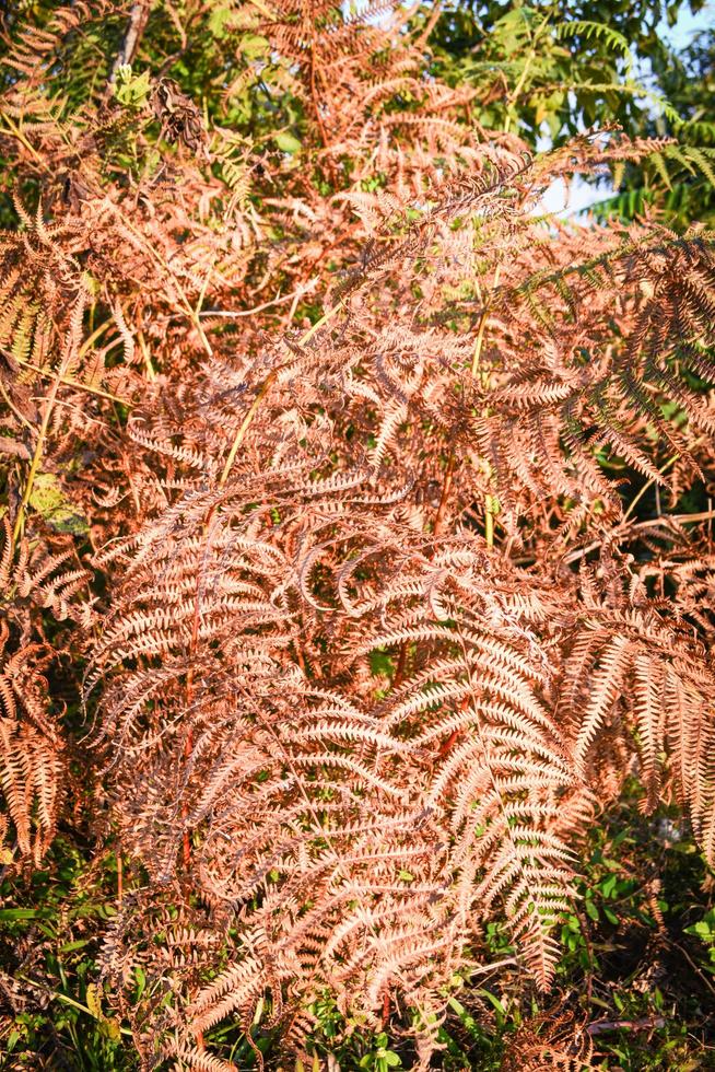 samambaia vermelha laranja a samambaia seca grama morta extremamente quente na floresta de verão foto