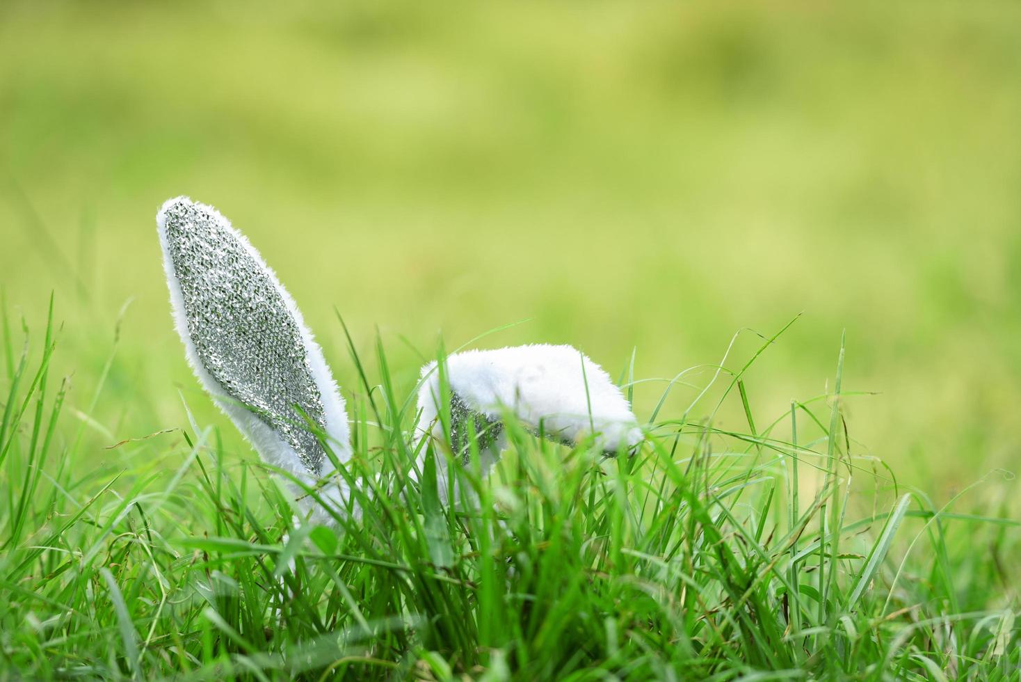 coelhinho da páscoa na grama verde orelha ao ar livre coelho no prado de primavera de campo foto