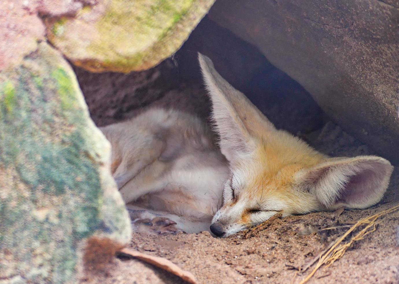 raposa fennec, raposa do deserto dorme na caverna de pedra foto