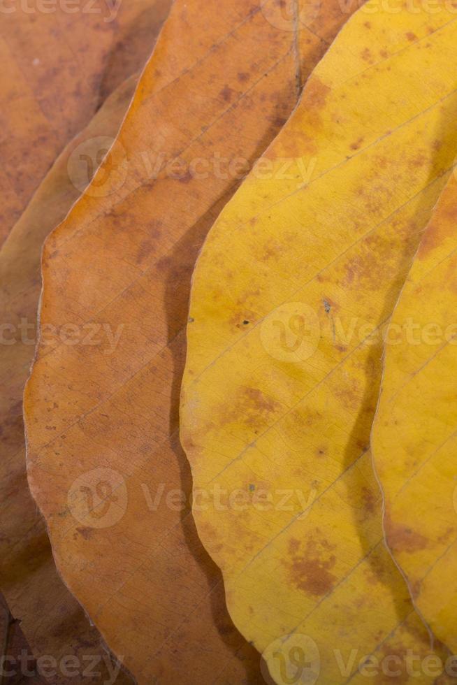 folhas secas de outono em vista foto