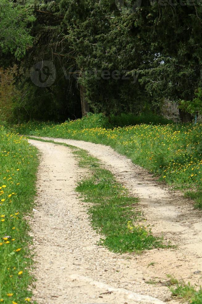 estrada rural da floresta no norte de israel. foto